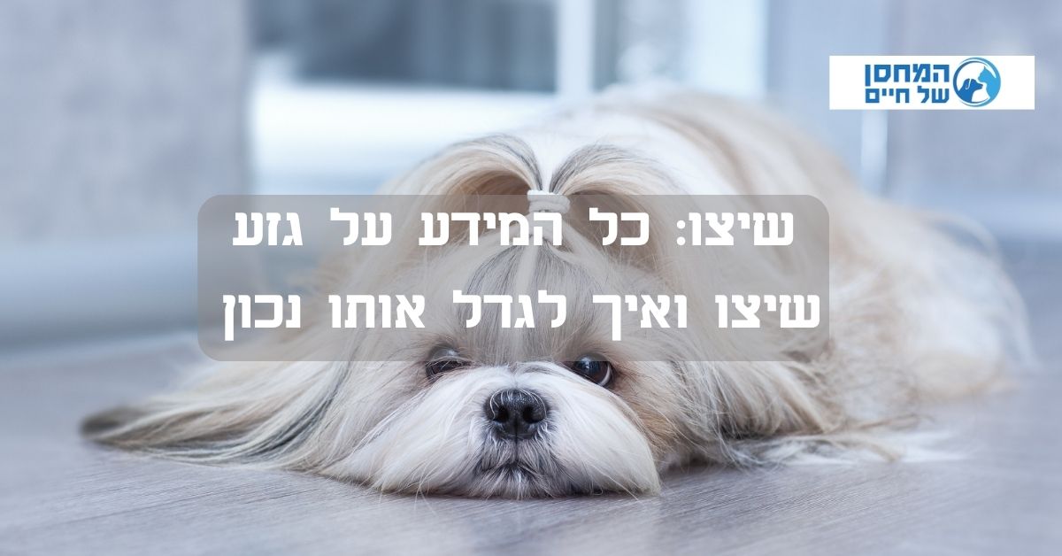 שיצו